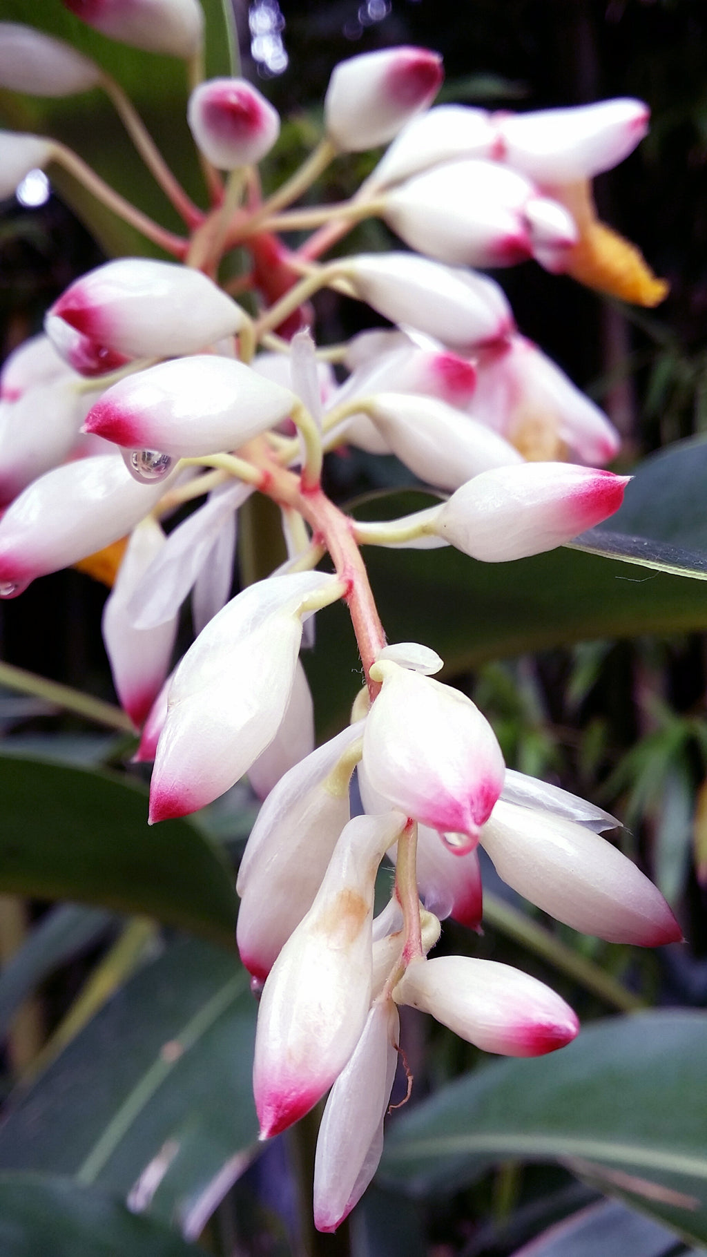 Ruhaku Kit Básico Antiedad